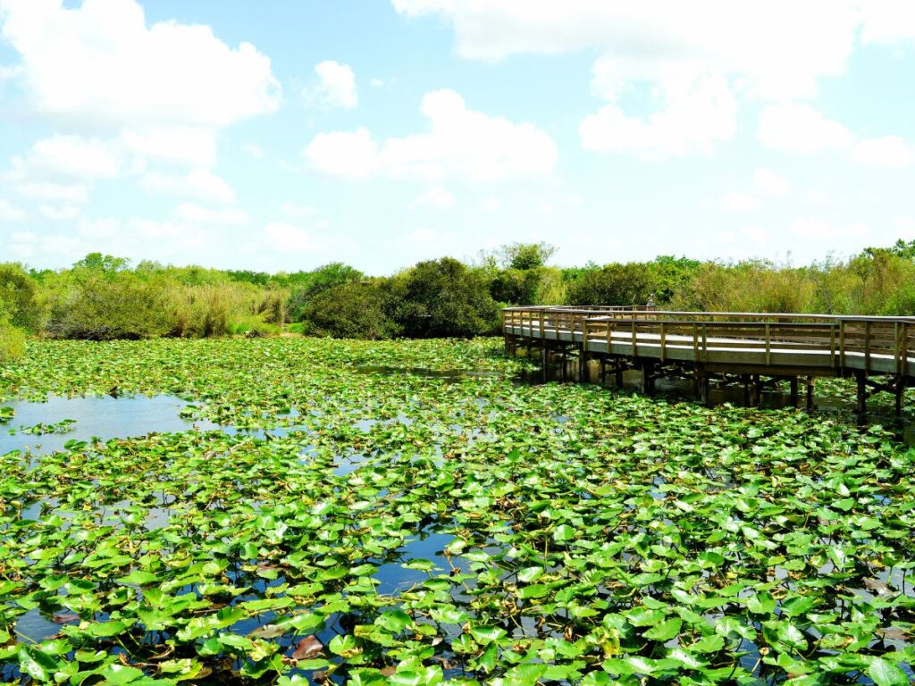 Les Everglades en Floride