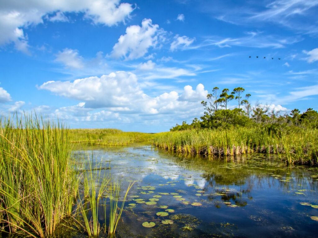 image de Floride sauvage