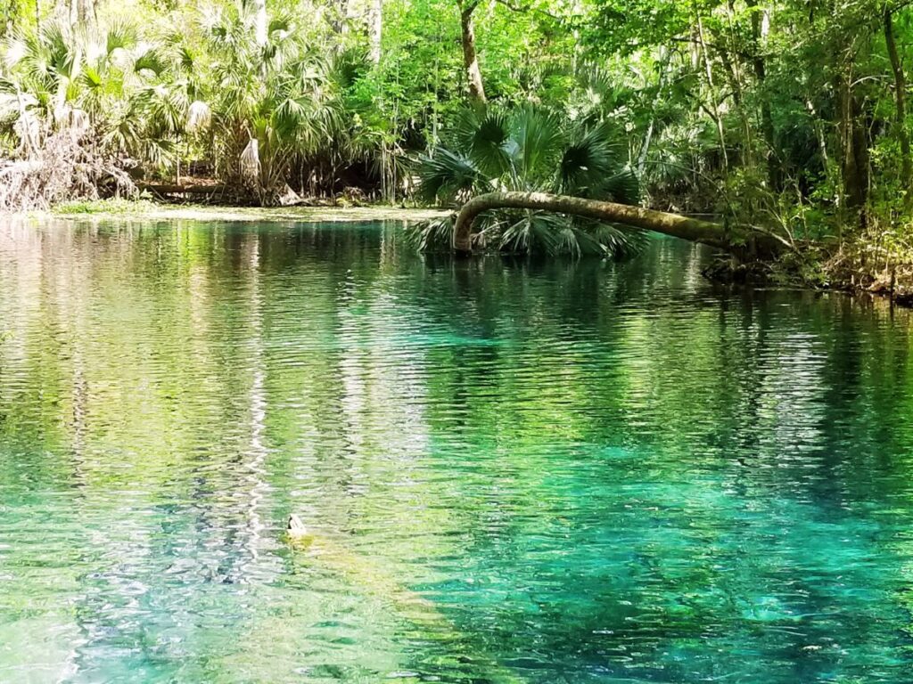 Silver Springs State Park en Floride